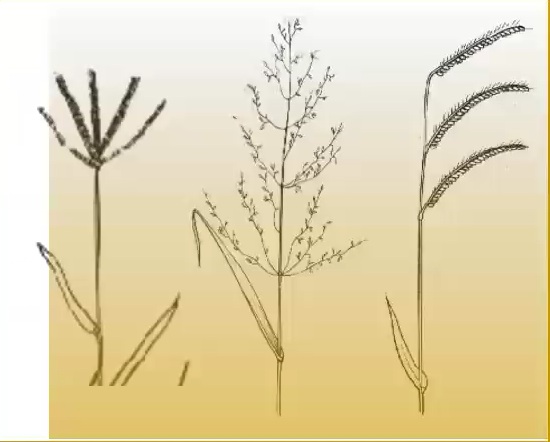 Digitate, panicle and spike-like inflorescence comparison