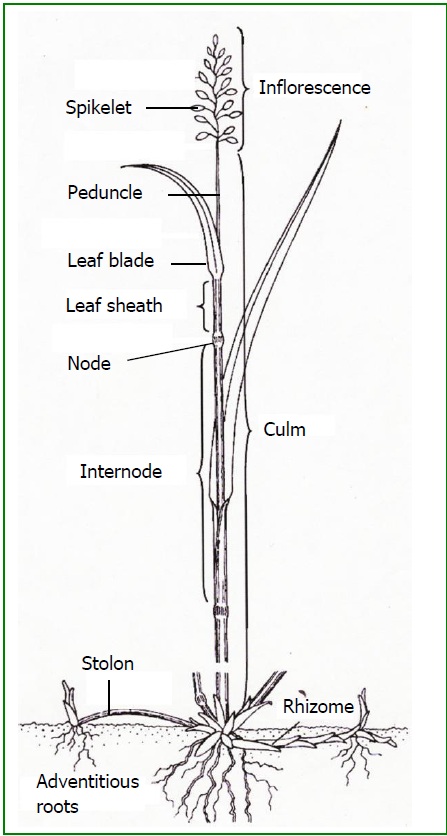 Textbook whole plant structure diagram