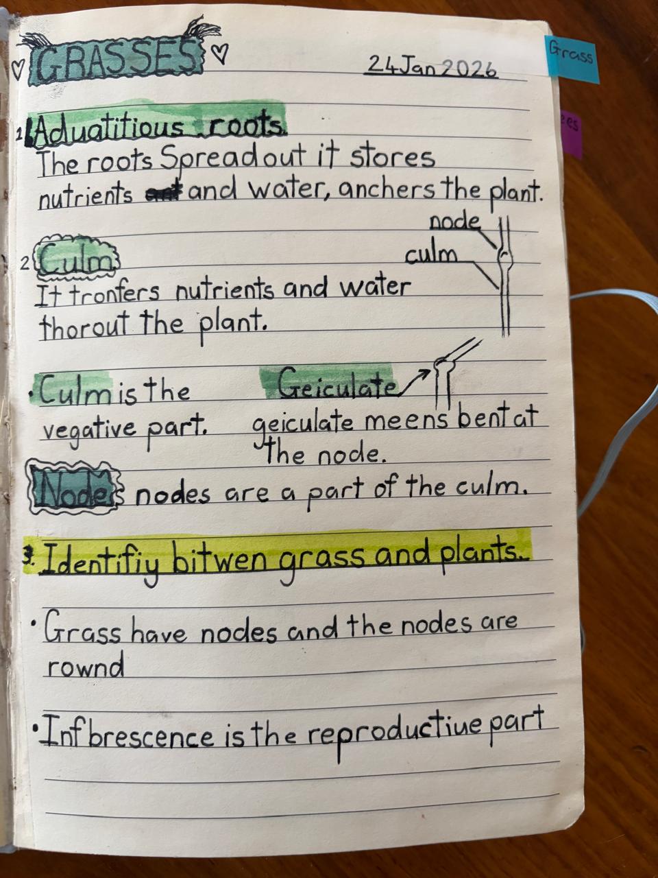 Grass anatomy study notes