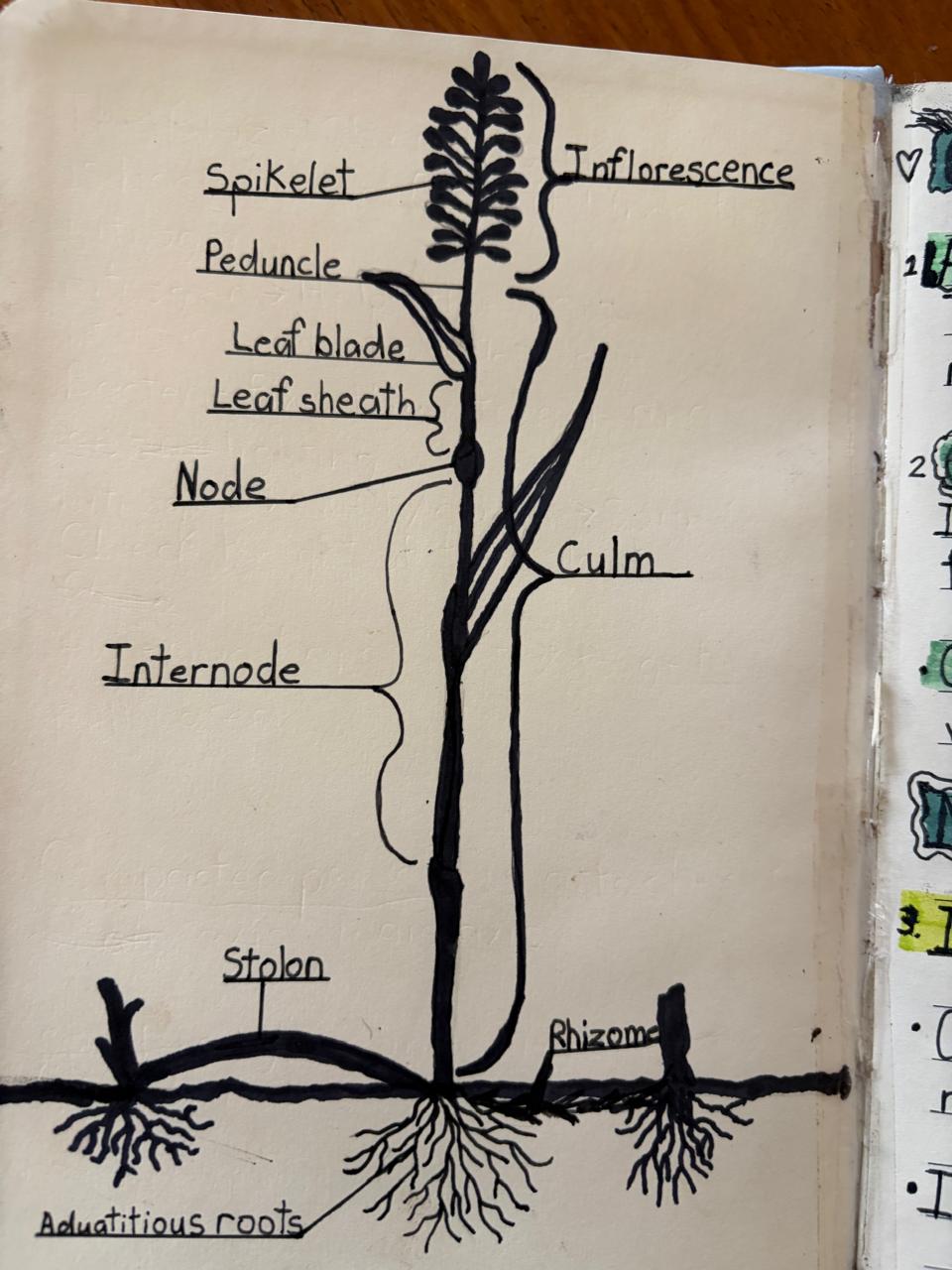 Whole plant anatomy diagram