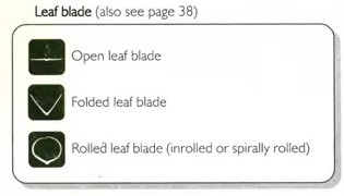 Leaf blade shape icon legend