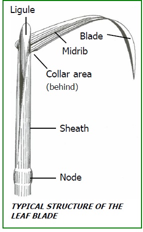 Typical structure of the leaf blade