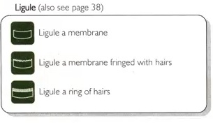 Ligule type icon legend