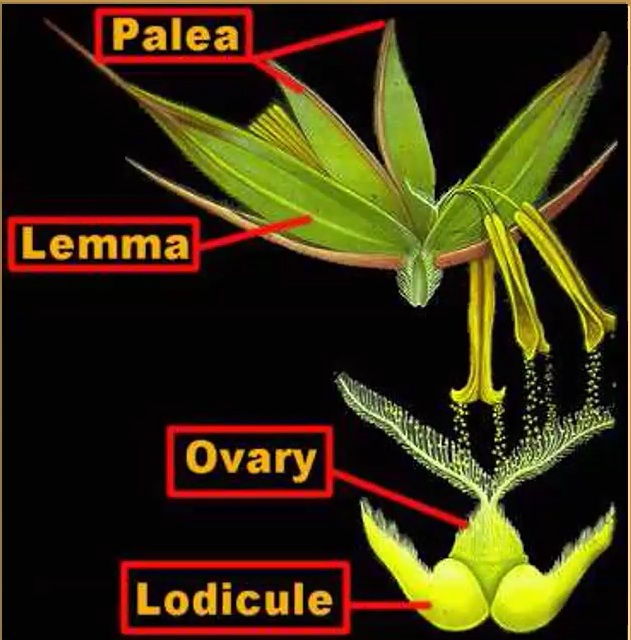 Floret parts photo closeup