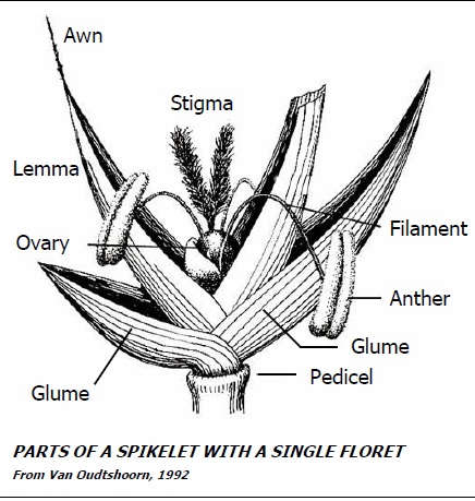 Parts of a spikelet with a single floret