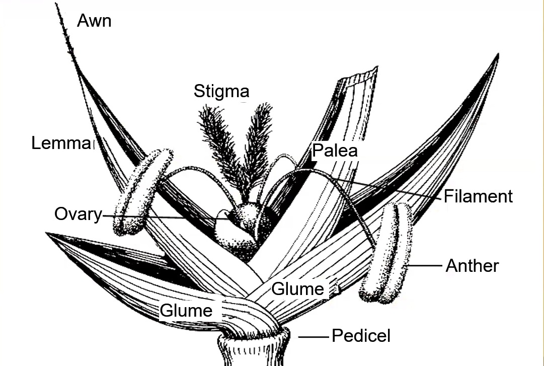 Spikelet and floret diagram with palea labelled