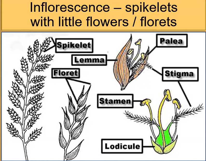 Inflorescence, spikelet and floret relationship diagram