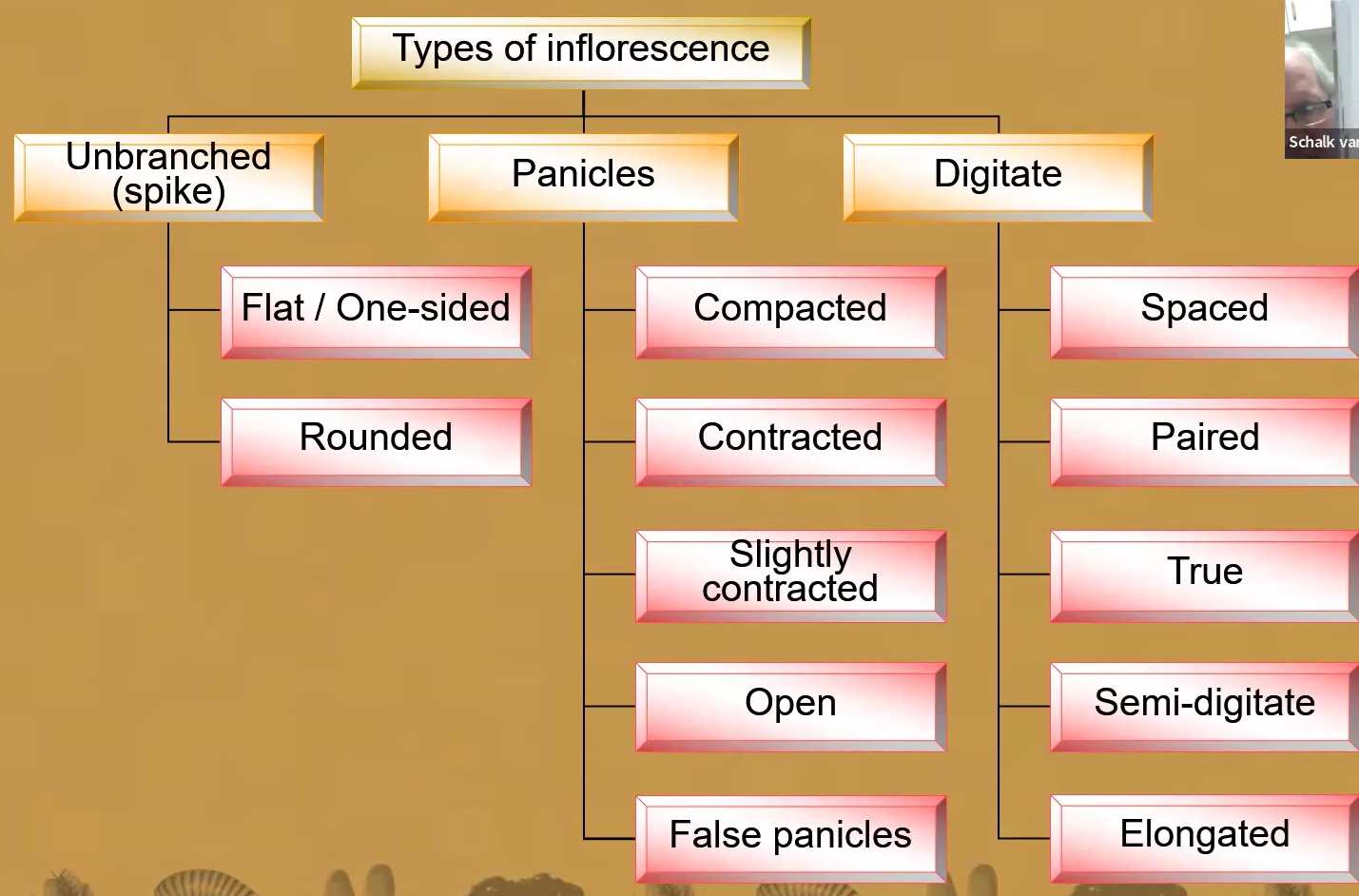 Types of inflorescence classification flowchart